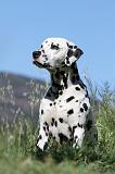 DALMATIEN 035